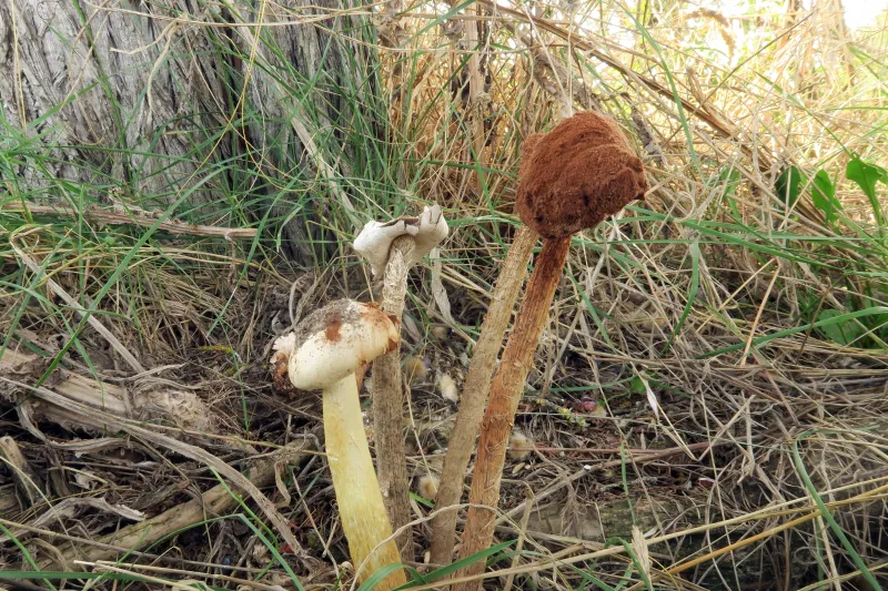 Battarrea phalloides 1 - IMG_4885